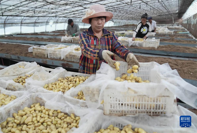 Hebei promove industrialização de batata para aumentar renda dos agricultores