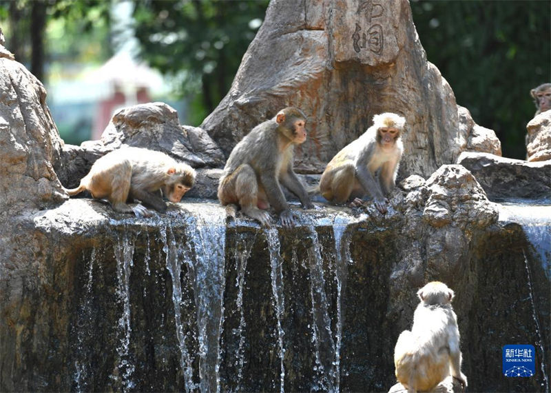 Jardim zoológico de Nanning ajuda animais a suportar calor do verão