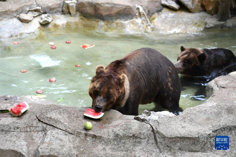 Jardim zoológico de Nanning ajuda animais a suportar calor do verão