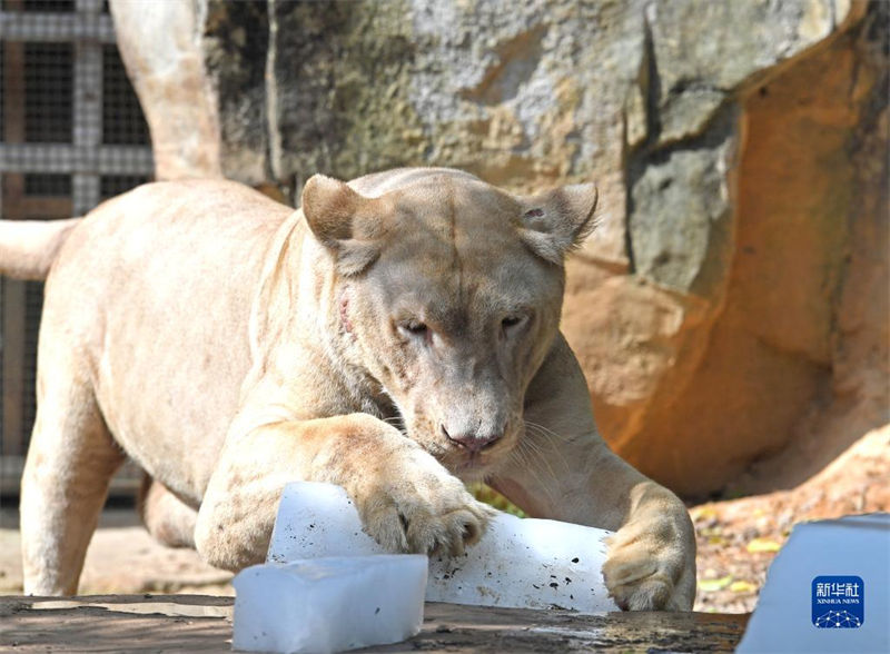 Jardim zoológico de Nanning ajuda animais a suportar calor do verão