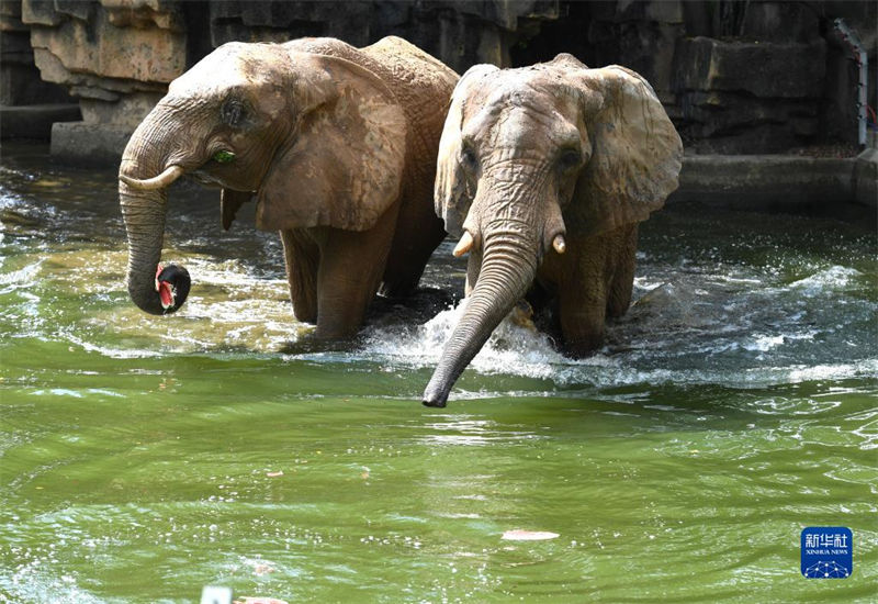 Jardim zoológico de Nanning ajuda animais a suportar calor do verão