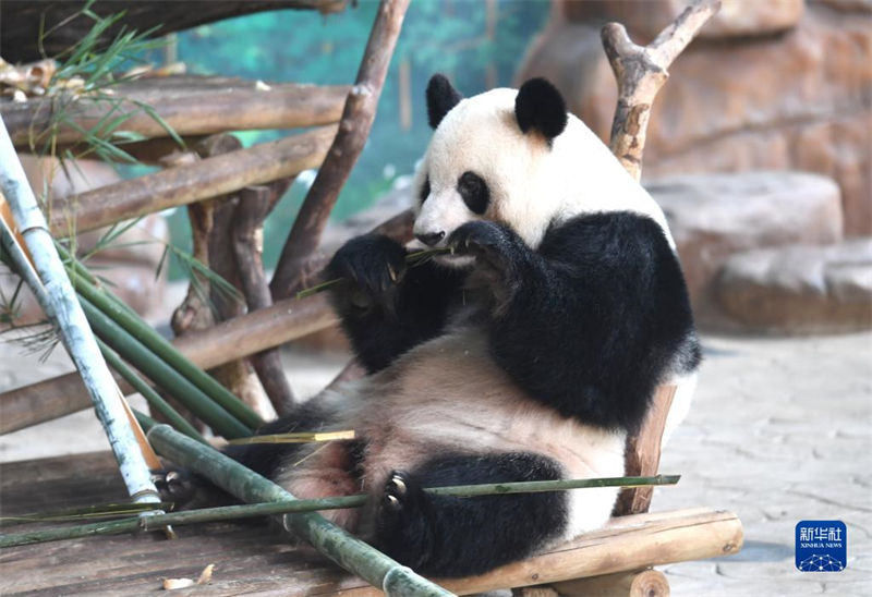 Jardim zoológico de Nanning ajuda animais a suportar calor do verão