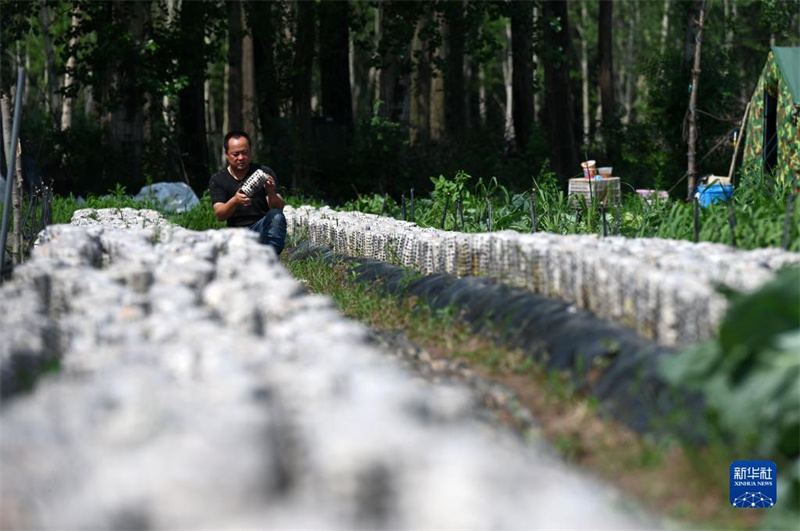 Hebei: Weichang aposta no cultivo de cugumelos para dinamização da economia local