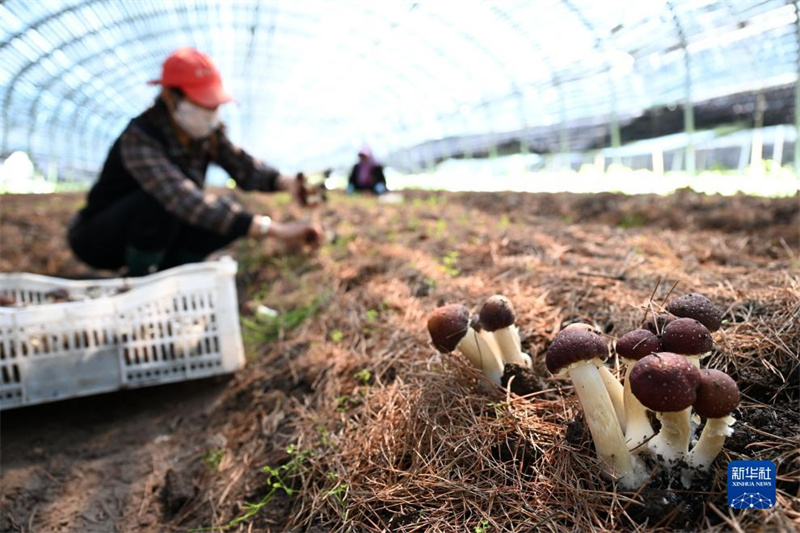 Hebei: Weichang aposta no cultivo de cugumelos para dinamização da economia local