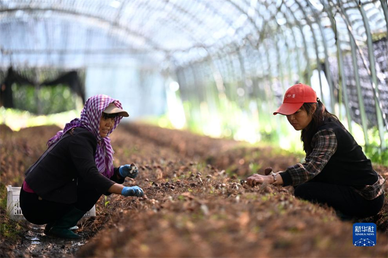 Hebei: Weichang aposta no cultivo de cugumelos para dinamização da economia local