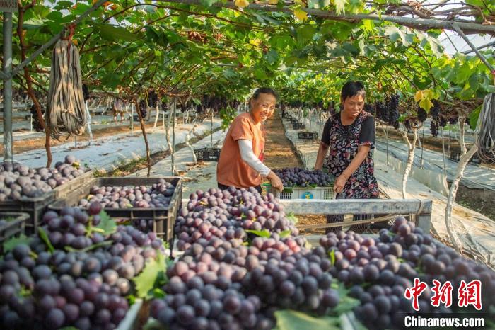 Agricultores de Sichuan se ocupam da colheita de uvas