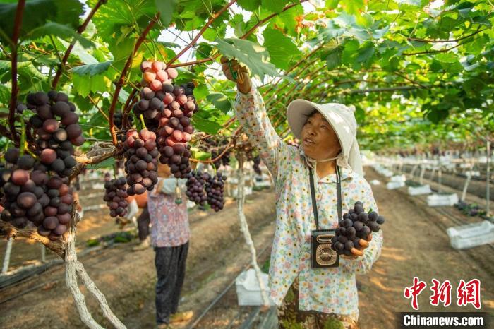 Agricultores de Sichuan se ocupam da colheita de uvas