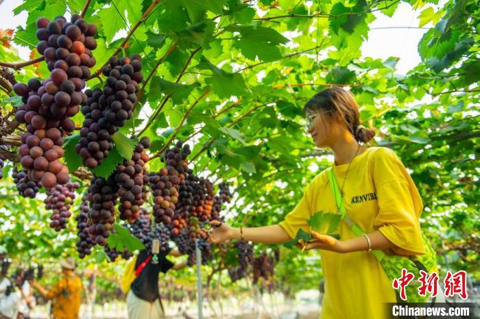 Agricultores de Sichuan se ocupam da colheita de uvas