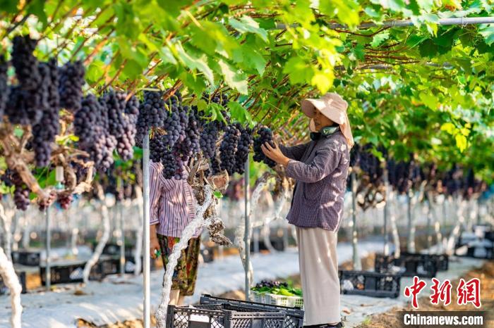 Agricultores de Sichuan se ocupam da colheita de uvas