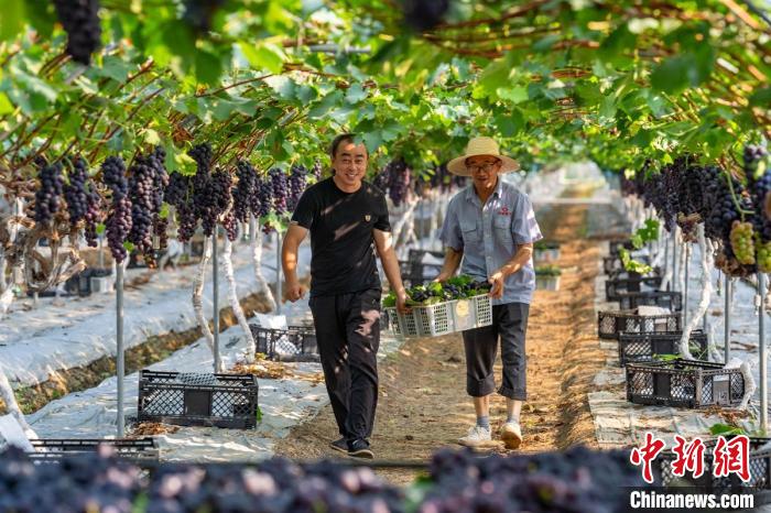 Agricultores de Sichuan se ocupam da colheita de uvas