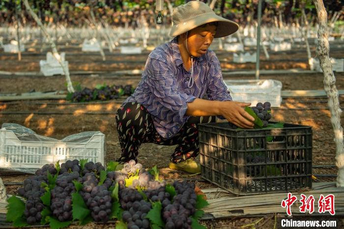 Agricultores de Sichuan se ocupam da colheita de uvas