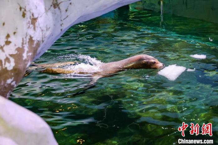 Animais marinhos experimentam verão criativo no Mundo Subaquático de Nanjing