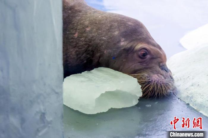 Animais marinhos experimentam verão criativo no Mundo Subaquático de Nanjing