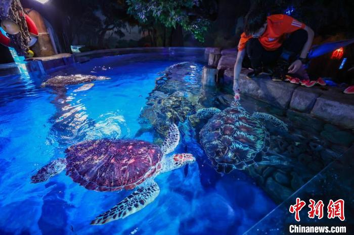 Animais marinhos experimentam verão criativo no Mundo Subaquático de Nanjing