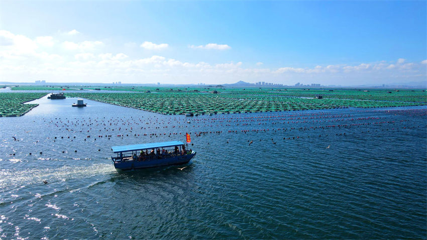 Indústria oceânica de sumidouros de carbono impulsiona turismo temático no leste da China