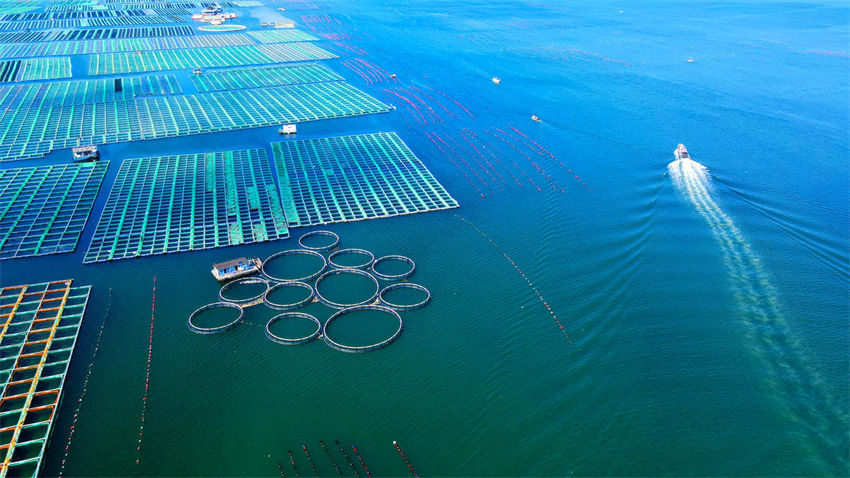 Indústria oceânica de sumidouros de carbono impulsiona turismo temático no leste da China