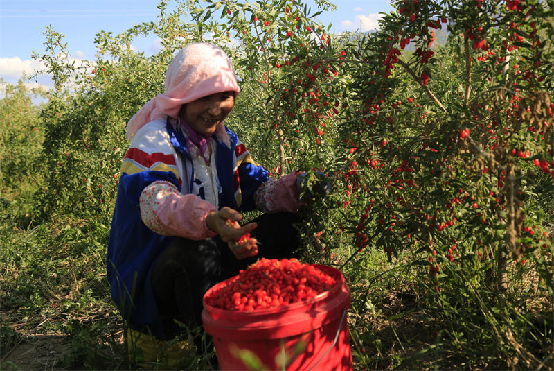 Zhangye inicia período de colheita de bagas de goji