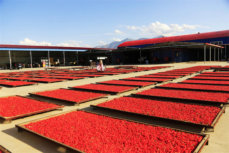 Zhangye inicia período de colheita de bagas de goji