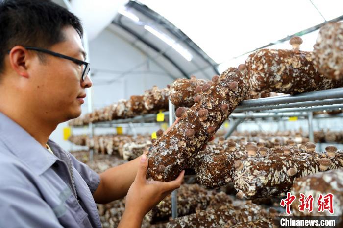 Indústria de cogumelos promove revitalização rural no leste da China