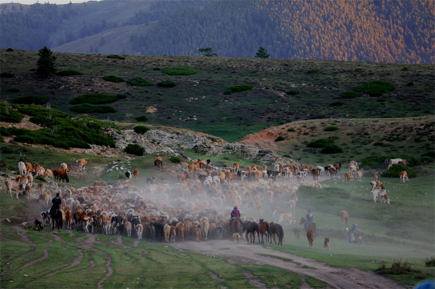 Xinjiang: pastores iniciam migração sazonal de rebanhos