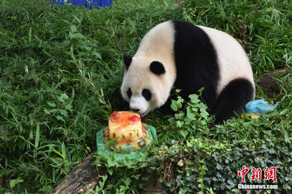 Panda Xiao Qiji celebra 3º aniversário nos EUA