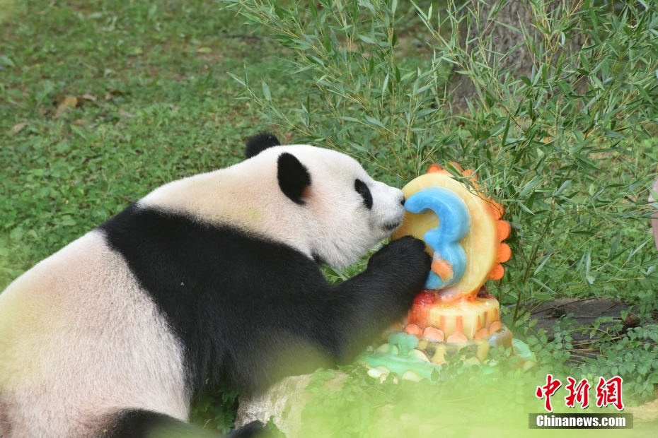 Panda Xiao Qiji celebra 3º aniversário nos EUA