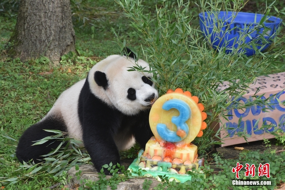 Panda Xiao Qiji celebra 3º aniversário nos EUA