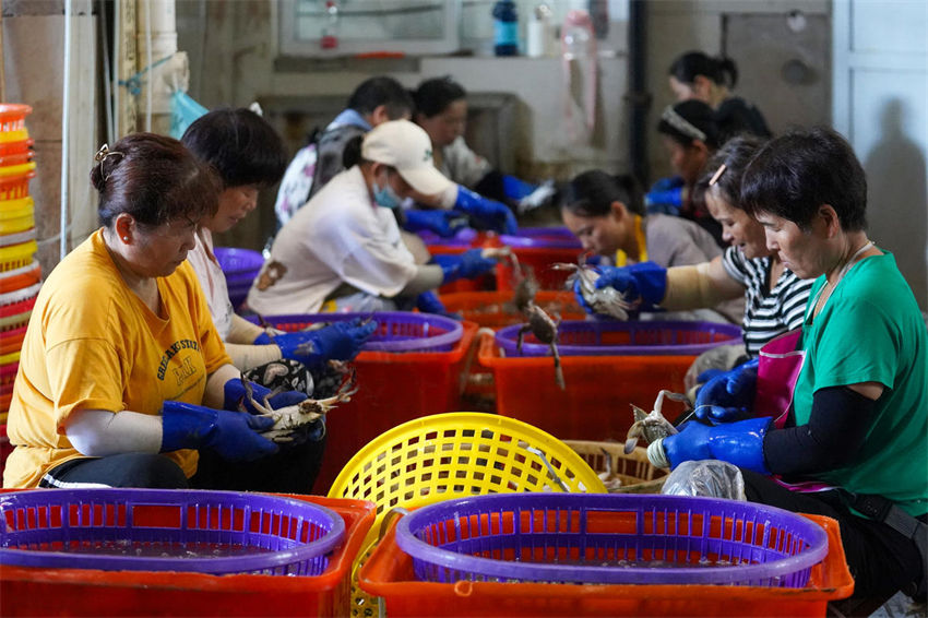 Zhoushan inicia colheita abundante de caranguejo de portunidae