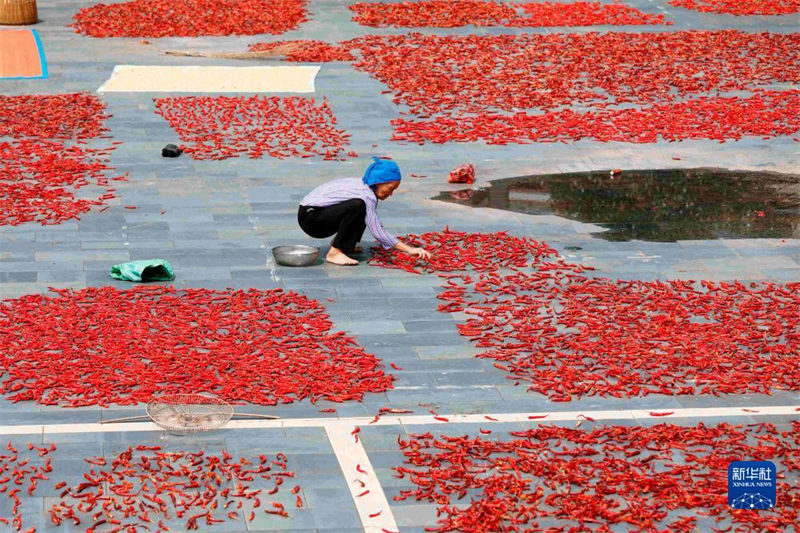 China: agricultores atarefados com período da safra do final do verão