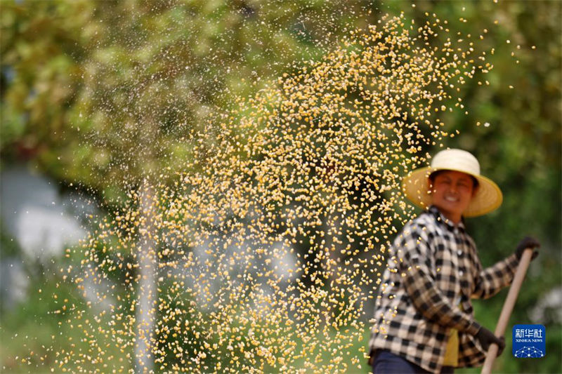 China: agricultores atarefados com período da safra do final do verão