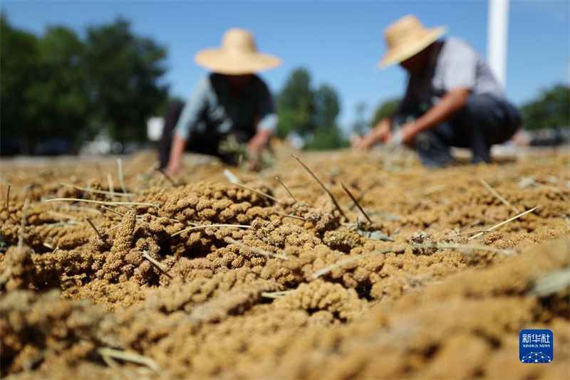 China: agricultores atarefados com período da safra do final do verão