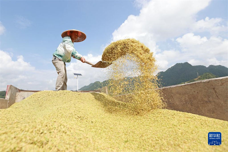 China: agricultores atarefados com período da safra do final do verão