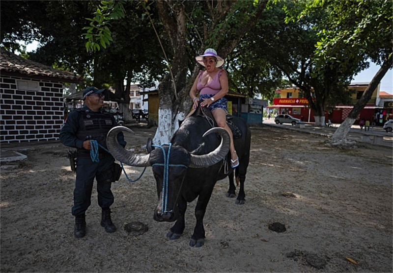 Polícia brasileira 'conduz' búfalos em patrulha