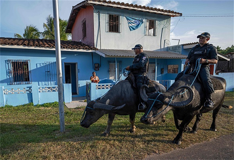 Polícia brasileira 'conduz' búfalos em patrulha