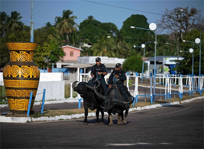 Polícia brasileira 'conduz' búfalos em patrulha