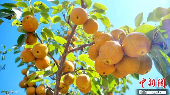 Cidade de Kuqa realiza colheita abundante de frutas em Xinjiang