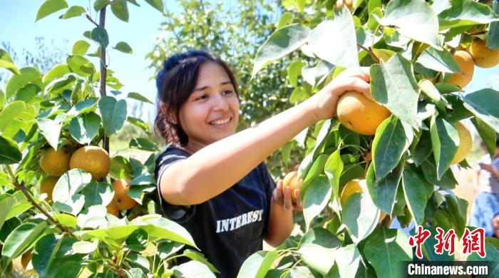 Cidade de Kuqa realiza colheita abundante de frutas em Xinjiang