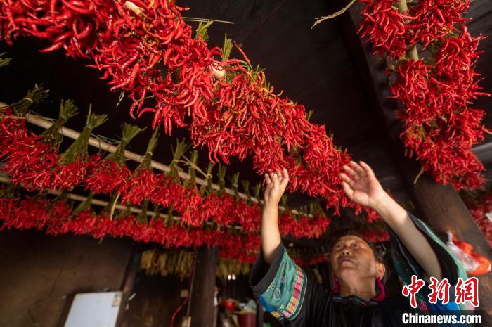 Guizhou realiza colheita abundante de pimentas
