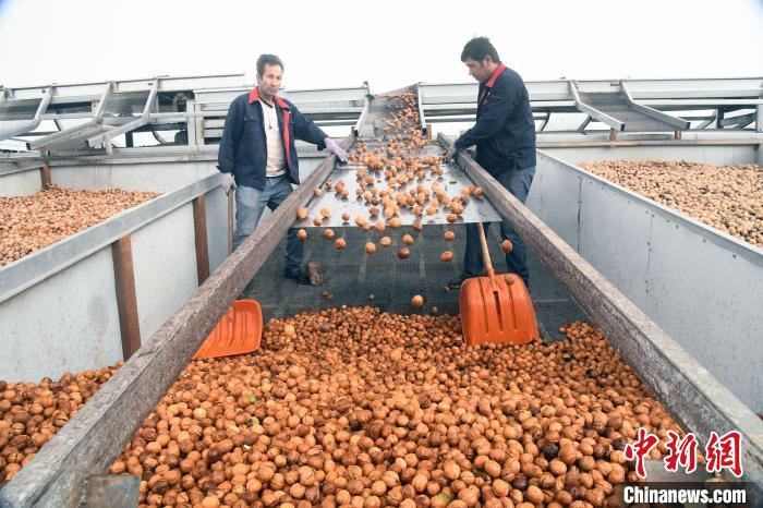 Xinjiang inicia temporada de consumo de nozes