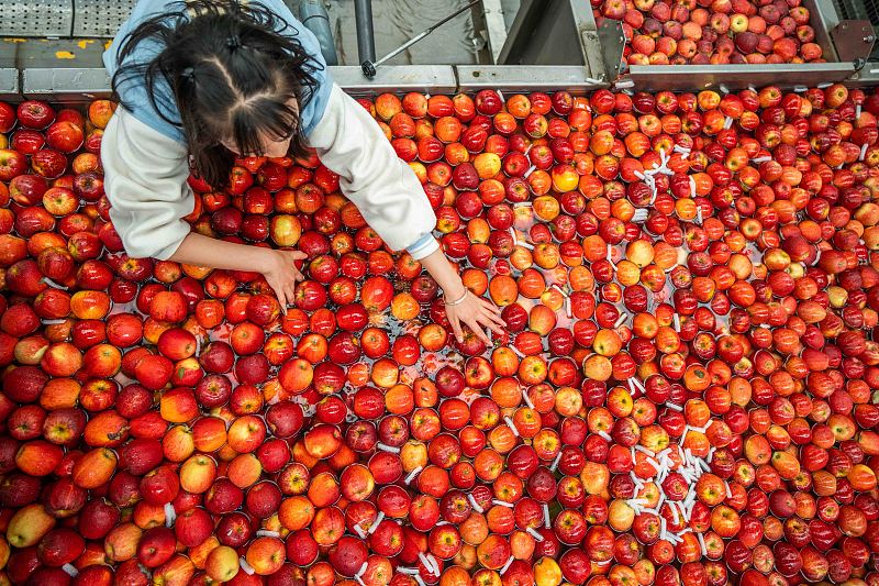 Guizhou: agricultores atarefados com a colheita e expedição da maçã em Weining