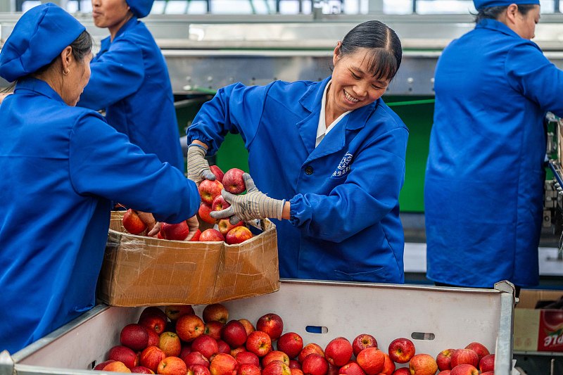 Guizhou: agricultores atarefados com a colheita e expedição da maçã em Weining