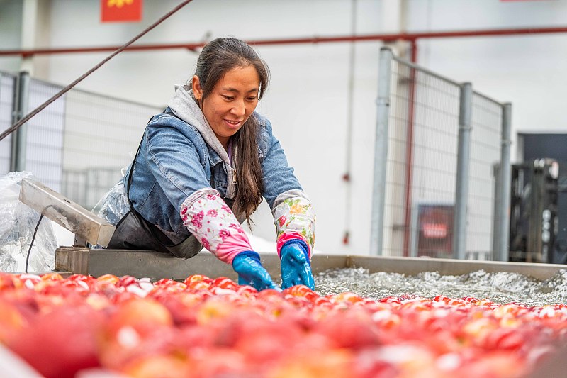 Guizhou: agricultores atarefados com a colheita e expedição da maçã em Weining