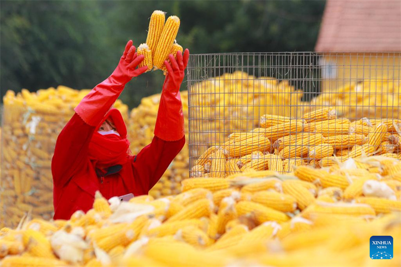 Colheita de outono avança em bom ritmo na China