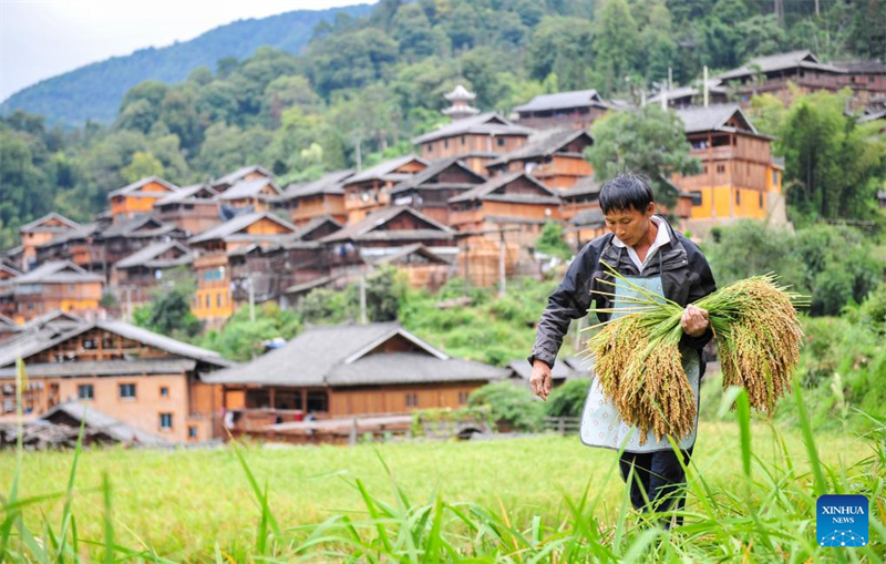 Colheita de outono avança em bom ritmo na China