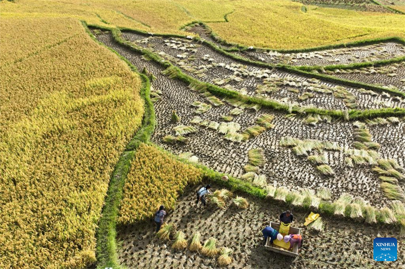 Colheita de outono avança em bom ritmo na China