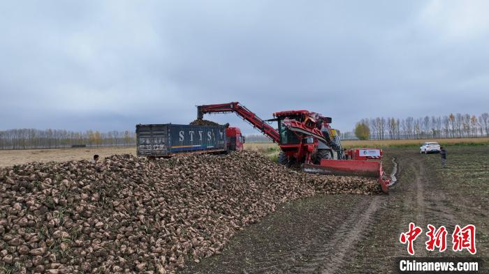 Mecanização ajuda na colheita de beta vulgaris em Xinjiang