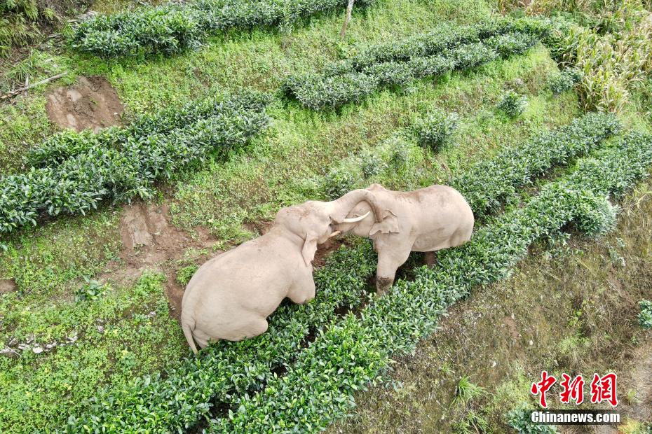 Elefantes asiáticos aproveitam 