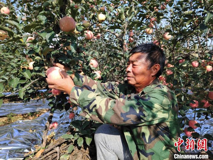 Qingdao dá início à temporada da colheita da maçã, leste da China