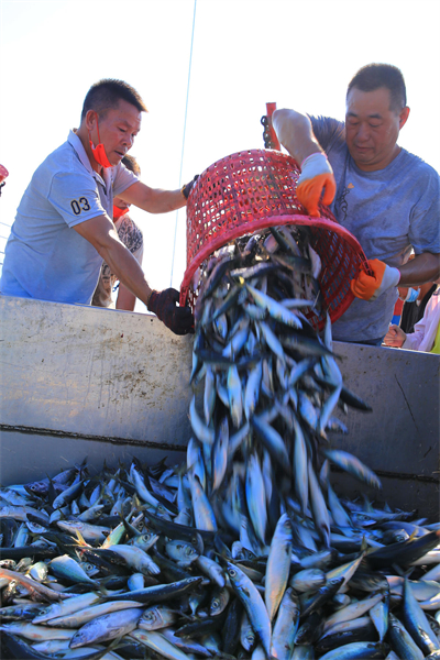 Zhejiang inicia boa colheita de peixes no outono, leste da China