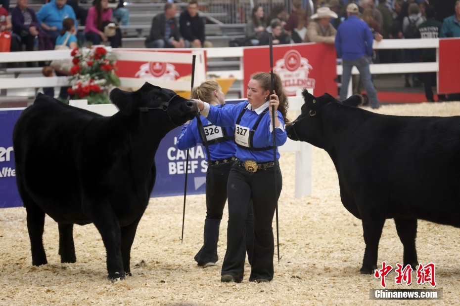 Canadá: Toronto realiza 101ª Feira Agrícola Real de Inverno